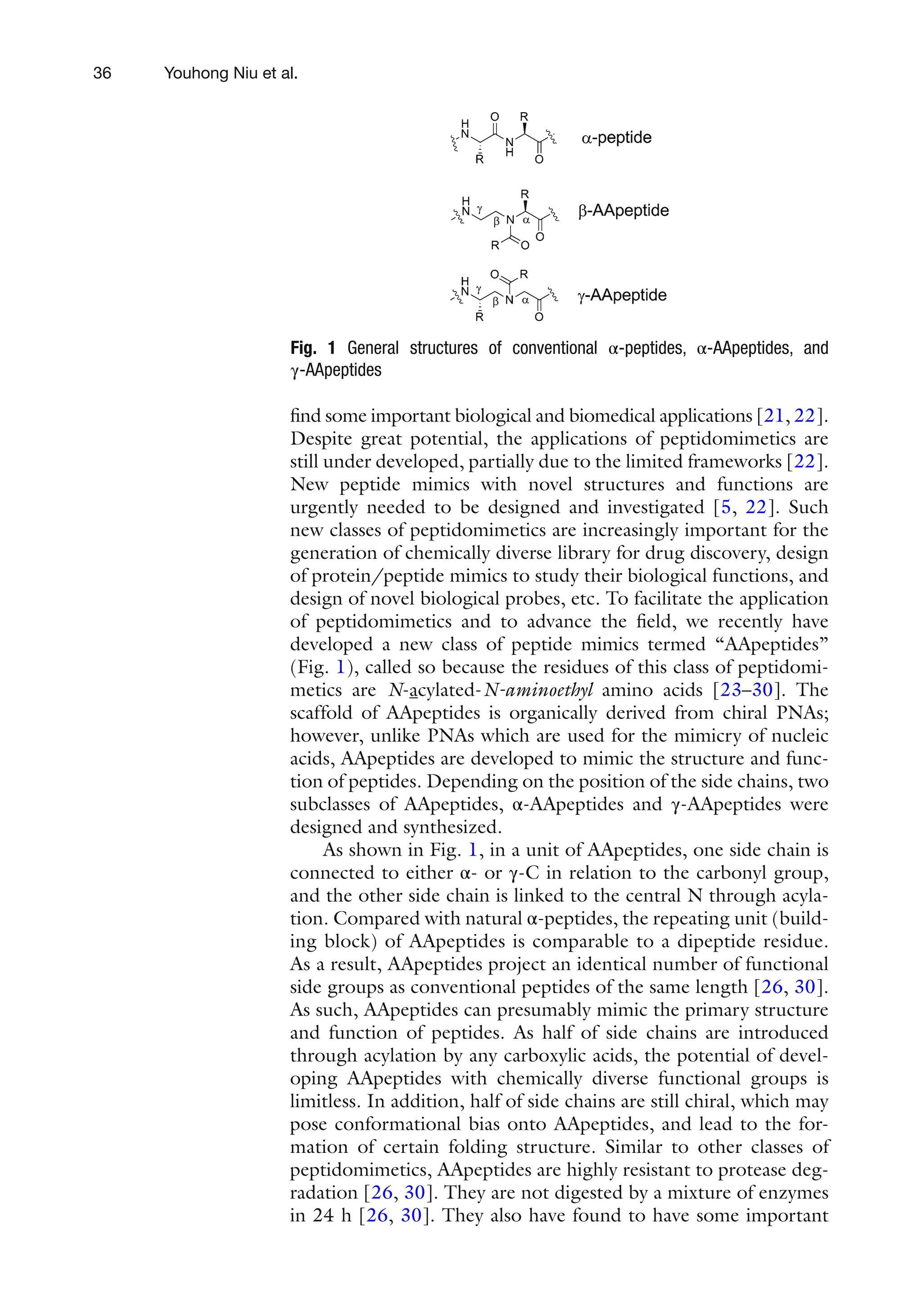 36
find some important biological and biomedical applications [21, 22].
Despite great potential, the applications of peptidomimetics are
still under developed, partially due to the limited frameworks [22].
New peptide mimics with novel structures and functions are
urgently needed to be designed and investigated [5, 22]. Such
new classes of peptidomimetics are increasingly important for the
generation of chemically diverse library for drug discovery, design
of protein/peptide mimics to study their biological functions, and
design of novel biological probes, etc. To facilitate the application
of peptidomimetics and to advance the field, we recently have
developed a new class of peptide mimics termed “AApeptides”
(Fig. 1), called so because the residues of this class of peptidomi-
metics are N-acylated-N-aminoethyl amino acids [23–30]. The
scaffold of AApeptides is organically derived from chiral PNAs;
however, unlike PNAs which are used for the mimicry of nucleic
acids, AApeptides are developed to mimic the structure and func-
tion of peptides. Depending on the position of the side chains, two
subclasses of AApeptides, α-AApeptides and γ-AApeptides were
designed and synthesized.
As shown in Fig. 1, in a unit of AApeptides, one side chain is
connected to either α- or γ-C in relation to the carbonyl group,
and the other side chain is linked to the central N through acyla-
tion. Compared with natural α-peptides, the repeating unit (build-
ing block) of AApeptides is comparable to a dipeptide residue.
As a result, AApeptides project an identical number of functional
side groups as conventional peptides of the same length [26, 30].
As such, AApeptides can presumably mimic the primary structure
and function of peptides. As half of side chains are introduced
through acylation by any carboxylic acids, the potential of devel-
oping AApeptides with chemically diverse functional groups is
limitless. In addition, half of side chains are still chiral, which may
pose conformational bias onto AApeptides, and lead to the for-
mation of certain folding structure. Similar to other classes of
peptidomimetics, AApeptides are highly resistant to protease deg-
radation [26, 30]. They are not digested by a mixture of enzymes
in 24 h [26, 30]. They also have found to have some important
Fig. 1 General structures of conventional α-peptides, α-AApeptides, and
γ-AApeptides
Youhong Niu et al.
 