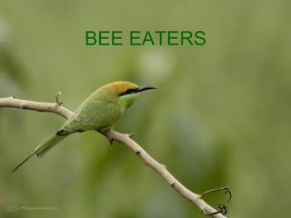BEE EATERS 