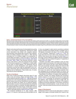 Development And Plasticity Of The Primary Visual Cortex Jnbspsebastian ...