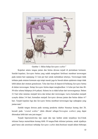 Gambar 1. Siklus hidup Sarcoptes scabiei 2
Kopulasi antara tungau jantan dan betina dewasa terjadi di permukaan korneum.
Setelah kopulasi, Sarcoptes betina yang sudah mengalami fertilisasi membuat terowongan
pada malam hari sepanjang 2-3 mm per hari untuk meletakkan telurnya. Terowongan tidak
terbatas pada stratum korneum saja tetapi masuk juga ke bawah dalam epidermis tetapi tidak
lebih dalam dari stratum granulosum. Telur dan feses di deposit di belakang Sarcoptes betina
di dalam terowongan. Setiap Sarcoptes betina dapat menghasilkan 1-4 telur per hari dan 40-
50 telur selama hidupnya (4-6 pekan). Selama itu ia tidak keluar dari terowongannya. Dalam
2-3 hari telur menetas menjadi larva dan keluar dari terowongan. Larva kemudian menjadi
nympha dalam 3-4 hari, kemudian menjadi Sarcoptes dewasa jantan dan betina dalam 4-7
hari. Terjadi kopulasi lagi dan Sarcoptes betina membuat terowongan lagi sedangkan yang
jantan mati.2
Jumlah tungau dewasa pada seorang penderita skabies biasanya kurang dari 20,
kecuali pada “crusted scabies” (dulu dikenal sebagai Norwegian scabies) yang dapat
ditemukan lebih dari satu juta tungau.1
Terjadi hipersensitivitas tipe cepat dan tipe lambat untuk terjadinya lesi.Untuk
infestasi hanya memerlukan kurang lebih 10 tungau.Pada infestasi pertama, untuk tejadinya
gatal harus ada sensitisasi terhadap Sarcoptes scabiei dulu.Sesitisasi terjadi dalam beberapa
12
 