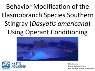 Behavior Modification of the
Elasmobranch Species Southern
Stingray (Dasyatis americana)
Using Operant Conditioning
Chris Perkins
Mystic Aquarium Intern
Fish and Invertebrate Department
 