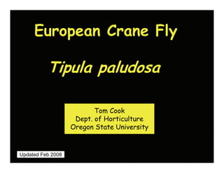 European Crane Fly

          Tipula paludosa

                          Tom Cook
                    Dept. of Horticulture
                   Oregon State University


Updated Feb 2008
 