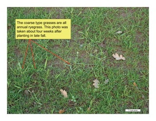 Vegetative Identification of Common Turfgrasses in the Pacific ...