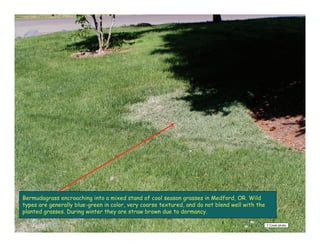 Vegetative Identification of Common Turfgrasses in the Pacific ...