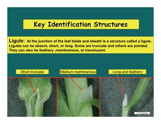 Key Identification Structures

Ligule:   At the junction of the leaf blade and sheath is a structure called a ligule.
Ligu...