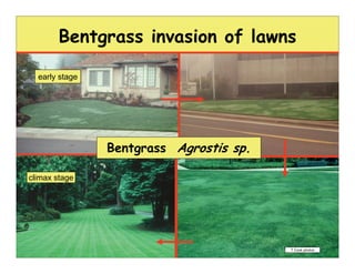 Bentgrass invasion of lawns

  early stage




                Bentgrass Agrostis sp.

climax stage




                  ...