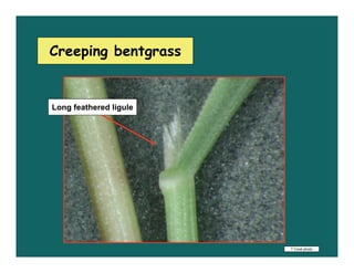 Creeping bentgrass


Long feathered ligule




                        T Cook photo
 