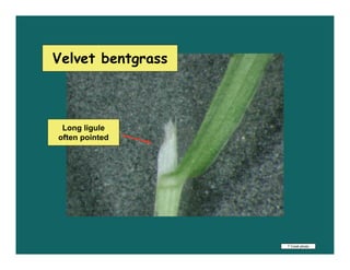 Velvet bentgrass



 Long ligule
often pointed




                   T Cook photo
 