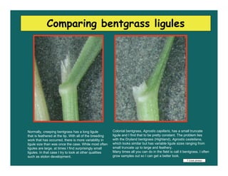 Comparing bentgrass ligules




Normally, creeping bentgrass has a long ligule           Colonial bentgrass, Agrostis capi...
