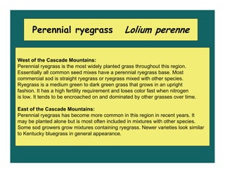 Perennial ryegrass                       Lolium perenne


West of the Cascade Mountains:
Perennial ryegrass is the most wi...