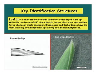 Key Identification Structures

Leaf tips: Leaves tend to be either pointed or boat shaped at the tip.
While this can be a ...