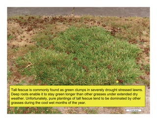 Tall fescue is commonly found as green clumps in severely drought stressed lawns.
Deep roots enable it to stay green longer than other grasses under extended dry
weather. Unfortunately, pure plantings of tall fescue tend to be dominated by other
grasses during the cool wet months of the year.
                                                                          T Cook photo
 