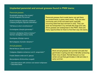 Unplanted perennial and annual grasses found in PNW lawns:
Perennial grasses:
Roughstalk bluegrass (Poa trivialis)*
Annual...