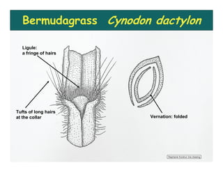 Bermudagrass Cynodon dactylon

   Ligule:
   a fringe of hairs




Tufts of long hairs
at the collar          Vernation: folded




                               Stephanie Korshun line drawing
 