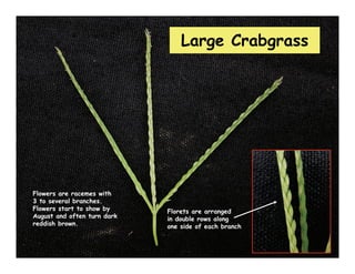 Large Crabgrass




Flowers are racemes with
3 to several branches.
Flowers start to show by     Florets are arranged
Augu...