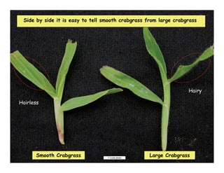Side by side it is easy to tell smooth crabgrass from large crabgrass




                                                                  Hairy

Hairless




       Smooth Crabgrass           T Cook photo
                                                   Large Crabgrass
 