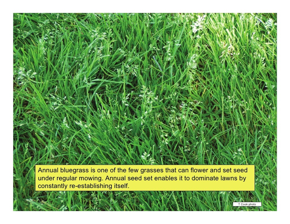 identify grass types