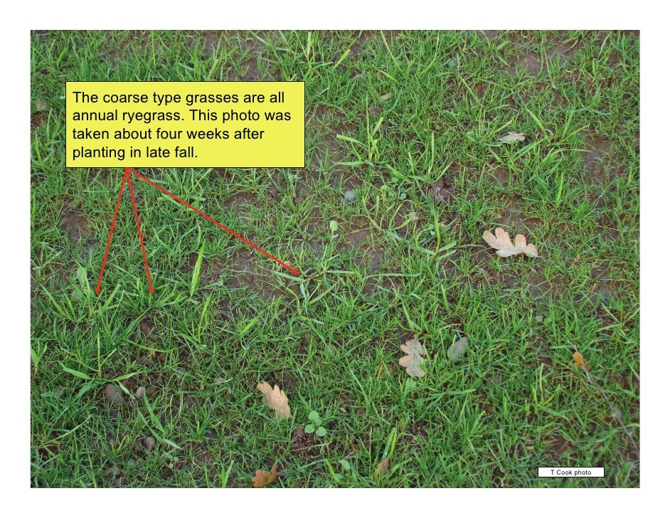identify grass types