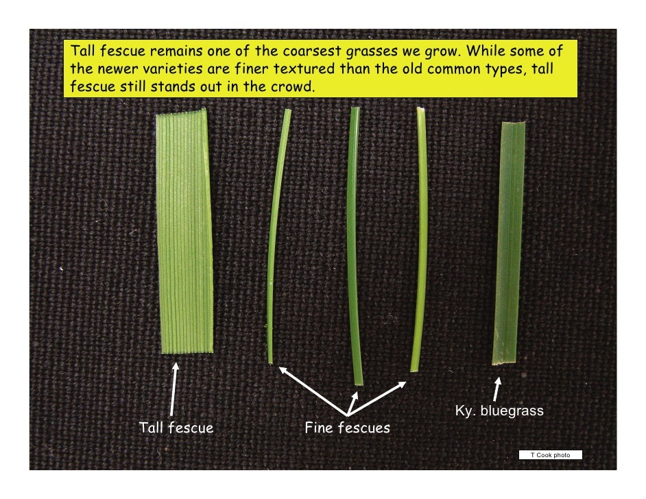 identify grass types