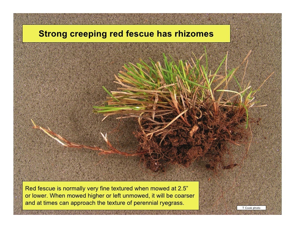 vegetative identification of common turfgrasses in the pacific northwest 58 728