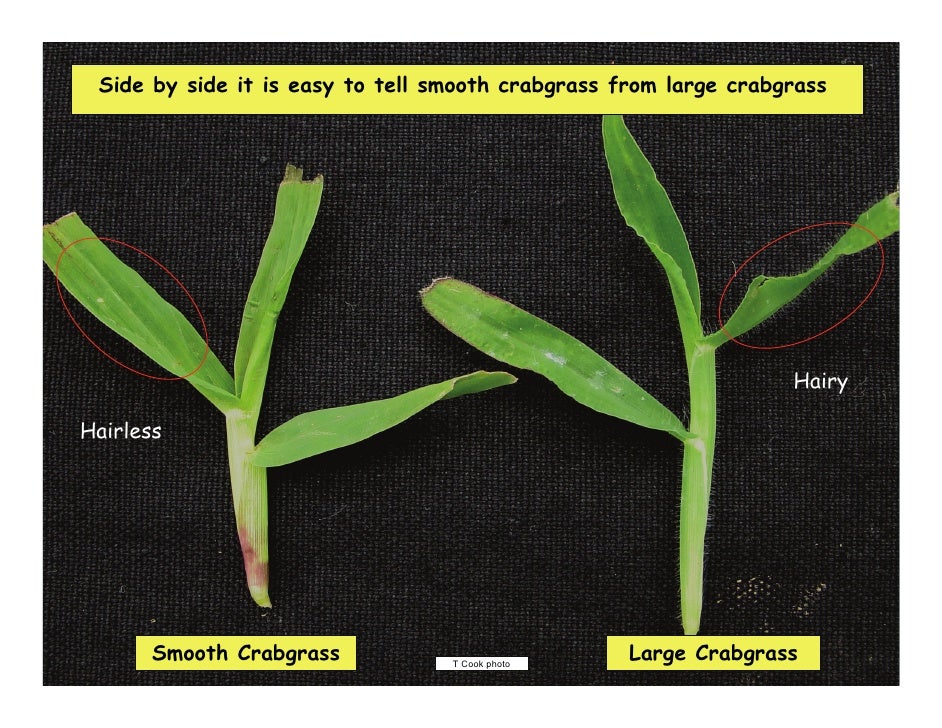 identifying grass