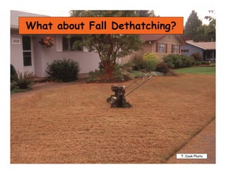 Thatch Management | PDF