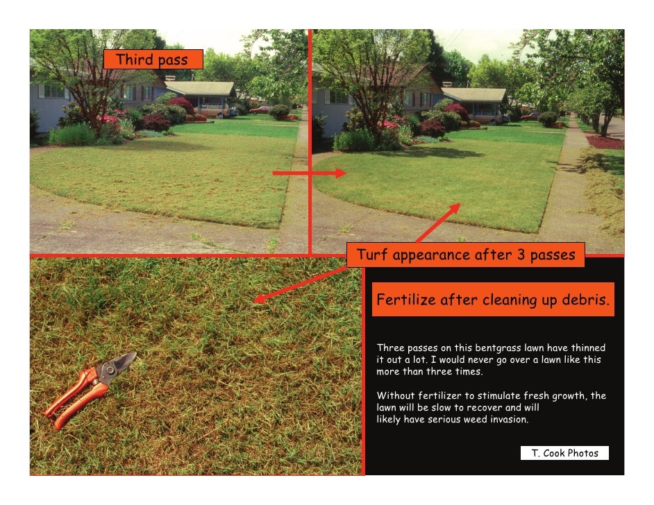 Thatch Management