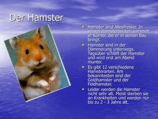 Der Hamster
• Hamster sind Allesfresser. In
seinen Hamsterbacken sammelt
er Körner, die er in seinen Bau
bringt.
• Hamster sind in der
Dämmerung unterwegs.
Tagsüber schläft der Hamster
und wird erst am Abend
munter.
• Es gibt 12 verschiedene
Hamsterarten. Am
bekanntesten sind der
Goldhamster und der
Feldhamster.
• Leider werden die Hamster
nicht sehr alt. Meist sterben sie
an Krankheiten und werden nur
bis zu 2 - 3 Jahre alt.
 