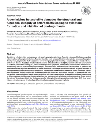 Journal of Experimental Botany
doi:10.1093/jxb/erv299
This paper is available online free of all access charges (see http://jxb.oxfordjournals.org/open_access.html for further details)
RESEARCH PAPER
A geminivirus betasatellite damages the structural and
functional integrity of chloroplasts leading to symptom
formation and inhibition of photosynthesis
Dhriti Bhattacharyya, Prabu Gnanasekaran, Reddy Kishore Kumar, Nirbhay Kumar Kushwaha,
Veerendra Kumar Sharma, Mohd Aslam Yusuf and Supriya Chakraborty*
Molecular Virology Laboratory, School of Life Sciences, Jawaharlal Nehru University, New Delhi-110 067, India
* 
To whom correspondence should be addressed. E-mail: supriyachakrasls@yahoo.com
Received 11 February 2015; Revised 29 April 2015; Accepted 19 May 2015
Editor: Christine Raines
Abstract
Geminivirus infection often causes severe vein clearing symptoms in hosts. Recently a betasatellite has emerged as
a key regulator of symptom induction. To understand the host–betasatellite interactions in the process of symptom
development, a systematic study was carried out involving symptoms induced by a betasatellite associated with rad-
ish leaf curl disease (RaLCB) in Nicotiana benthamiana. It has been found that βC1 protein localized to chloroplasts
of host cells, and RaLCB lacking βC1, which failed to produce symptoms, had no effect on chloroplast ultrastructure.
Vein flecking induced by transiently expressed βC1 was associated with chloroplast ultrastructure. In addition, the
betasatellite down-regulates expression of genes involved in chlorophyll biosynthesis as well as genes involved in
chloroplast development and plastid translocation. Interestingly, the expression of key host genes involved in chloro-
phyll degradation remains unaffected. Betasatellite infection drastically reduced the numbers of active reaction cen-
tres and the plastoquinol pool size in leaves exhibiting vein clearing symptoms. Betasatellite-mediated impediments
at different stages of chloroplast functionality affect the photosynthetic efficiency of N. benthamiana. To the best of
the authors’ knowledge, this is the first evidence of a chloroplast-targeting protein encoded by a DNA virus which
induces vein clearing and structurally and functionally damages chloroplasts in plants.
Key words: Betasatellite, βC1, chloroplast, geminivirus, photosynthesis, veinal chlorosis.
Introduction
Viruses infect plants systemically and, like any other compat-
ible host–pathogen system, use the host machinery to sur-
vive and multiply inside the cells. Subcellular organelles such
as mitochondria, the endoplasmic reticulum (ER), and the
nucleus are exploited by plant viruses for replication and tran-
scription of their genomes (Rubino et al., 2001; McCartney
et al., 2005).
Chloroplasts, the structural units of the photosynthetic
machinery of green plants, are devoid of RNA silencing
machinery, the major defensive mechanism of plants against
viruses. Knowledge from different plant virus systems has
indicated that chloroplasts are the prime target of RNA
virus-mediated pathogenesis (Reinero and Beachy, 1989;
Takahashi and Ehara, 1992). Direct or indirect interactions
of RNA virus-encoded proteins with the chloroplastic pro-
teins contribute significantly to viral pathogenesis (Reinero
and Beachy, 1989; Xiang et al., 2006; Kong et al., 2014). With
its unique origin as an endosymbiont converted into a sub-
cellular organelle, the chloroplast is speculated to have the
potential to harbour the tools necessary for replication and
This is an Open Access article distributed under the terms of the Creative Commons Attribution License (http://creativecommons.org/licenses/by/3.0/), which
permits unrestricted reuse, distribution, and reproduction in any medium, provided the original work is properly cited.
© The Author 2015. Published by Oxford University Press on behalf of the Society for Experimental Biology.
Journal of Experimental Botany Advance Access published June 25, 2015
byguestonMarch18,2016http://jxb.oxfordjournals.org/Downloadedfrom
 