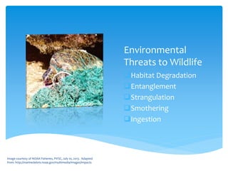 Environmental
Threats to Wildlife
Habitat Degradation
Entanglement
Strangulation
Smothering
Ingestion
Image courtesy of NOAA Fisheries, PIFSC, July 10, 2013. Adapted
from: http://marinedebris.noaa.gov/multimedia/images/impacts
 
