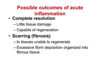 Possible outcomes of acute
inflammation
• Complete resolution
– Little tissue damage
– Capable of regeneration
• Scarring (fibrosis)
– In tissues unable to regenerate
– Excessive fibrin deposition organized into
fibrous tissue
 