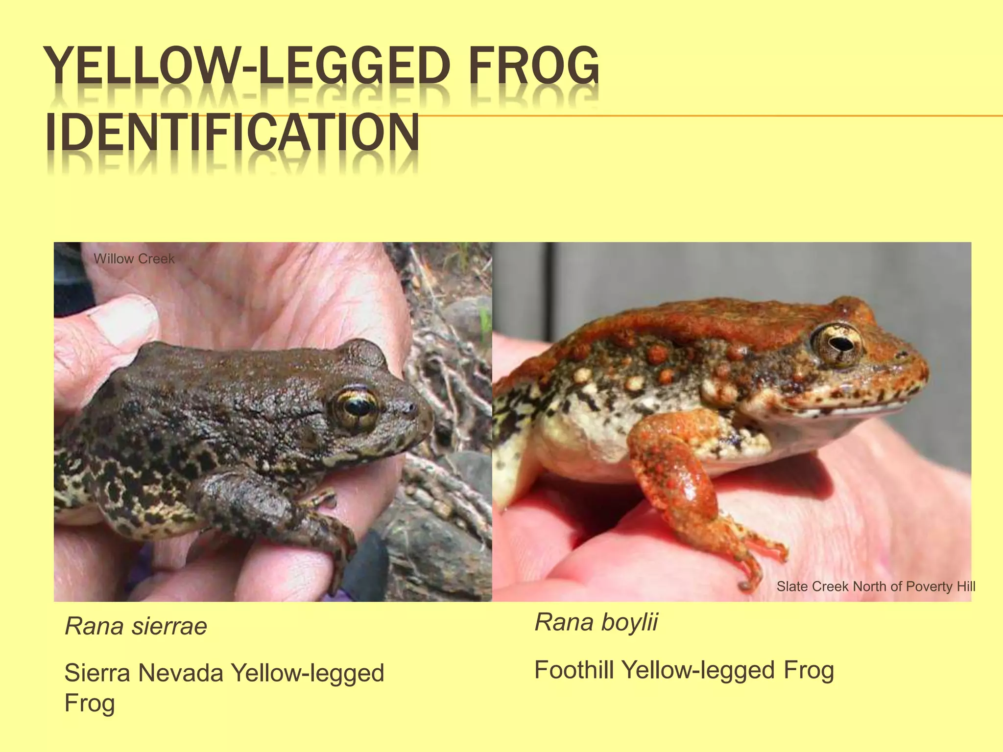 Yellow-Legged Frog Identification PowerPoint1 | PPTX