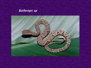 Bothrops sp
 
