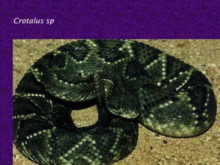 Crotalus sp
 