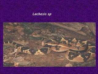 Lachesis sp
 