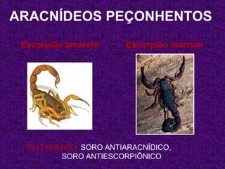 ARACNÍDEOS PEÇONHENTOS
 Escorpião amarelo     Escorpião marrom




 TRATAMENTO: SORO ANTIARACNÍDICO,
        SORO ANTIESCORPIÔNICO
 