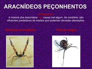 ARACNÍDEOS PEÇONHENTOS
                            ATENÇÃO!!!
  A maioria dos aracnídeos não causa mal algum. Ao contrário, são
 eficientes predadores de insetos que poderiam devastar plantações.


Aranha-armadeira                          Viúva-negra
 