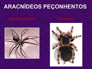 ARACNÍDEOS PEÇONHENTOS

 Aranha marrom   Tarântula
 