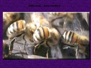 ABELHAS – Apis mellifera
 