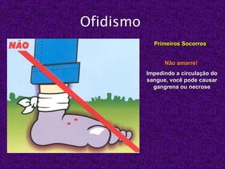 Ofidismo
             Primeiros Socorros


                 Não amarre!
           Impedindo a circulação do
           sangue, você pode causar
             gangrena ou necrose
 