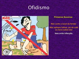 Ofidismo
               Primeiros Socorros


            Não corte o local da ferida!
           Não aplique folhas, pó de café
                ou terra sobre ela!
                Isso evita infecção.
 