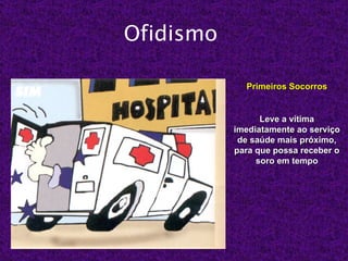 Ofidismo

             Primeiros Socorros


                 Leve a vítima
           imediatamente ao serviço
            de saúde mais próximo,
           para que possa receber o
                soro em tempo
 