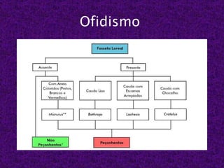 Ofidismo
 