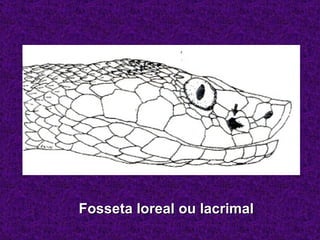 Fosseta loreal ou lacrimal




       Fosseta loreal ou lacrimal
 