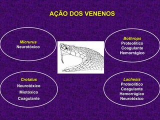 AÇÃO DOS VENENOS


                                  Bothrops
 Micrurus                        Proteolítico
Neurotóxico                      Coagulante
                                 Hemorrágico




 Crotalus                          Lachesis
Neurotóxico                      Proteolítico
                                  Coagulante
 Miotóxico                       Hemorrágico
Coagulante                       Neurotóxico
 