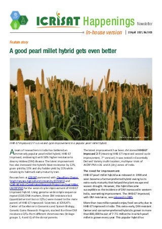 Newsletter
Happenings
In-house version 23 April 2021, No.1903
Ateam of researchers in India has bettered an
immensely popular pearl millet hybrid, HHB 67
Improved, endowing it with 58% higher resistance to
downy mildew (DM) disease. The latest improvement
has also increased the hybrid’s blast resistance by 12%,
grain yield by 15% and dry fodder yield by 21% while
retaining its hallmark early-maturity trait.
Researchers at ICRISAT partnered with Chaudhary Charan
Singh Haryana Agricultural University (CCSHAU) and
ICAR-All India Coordinated Research Project on Pearl Millet
(AICRP-PM) for the second cycle improvement of HHB 67
Improved hybrid. Using genome-wide simple sequence
repeat (SSR) DNA markers, three DM resistance loci
(quantitative trait loci or QTLs) were moved to the male
parent of HHB 67 Improved. Scientists at ICRISAT’s
Center of Excellence in Genomics and System Biology,
Genetic Gains Research Program, stacked the three DM
resistance QTLs from different chromosomes (linkage
groups 3, 4 and 6) of the donor parents.
Feature story
A good pearl millet hybrid gets even better
The latest improvement has been christened HHB 67
Improved 2-7 (meaning HHB 67 Improved second cycle
improvement, 7th
version). It was tested in Essentially
Derived Variety multi-location, multiyear trials of
AICRP-PM in A1 and A (dry) zones of India.
The need for improvement
HHB 67 pearl millet hybrid was released in 1990 and
soon became a farmer-preferred hybrid owing to its
extra-early maturity that helped the plant escape end
season drought. However, this hybrid became
susceptible as the incidence of DM increased in western
India, warranting improvement. The HHB 67 Improved,
with DM resistance, was released in 2005.
More than two million people enjoy food security due to
HHB 67 Improved in India. This extra-early, DM-resistant
farmer and consumer-preferred hybrid is grown in more
than 800,000 ha out of 7-7.5 million ha in which pearl
millet is grown every year. This popular hybrid has
HHB 67 Improved 2-7 is a second cycle improvement in a popular pearl millet hybrid.
Photo: Rakesh Srivastava, ICRISAT
 