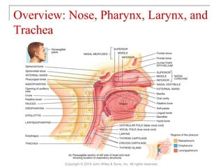 Overview: Nose, Pharynx, Larynx, and
Trachea
Copyright © 2014 John Wiley & Sons, Inc. All rights reserved.
 