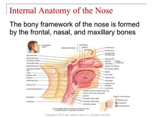 The bony framework of the nose is formed
by the frontal, nasal, and maxillary bones
Internal Anatomy of the Nose
Copyright © 2014 John Wiley & Sons, Inc. All rights reserved.
 