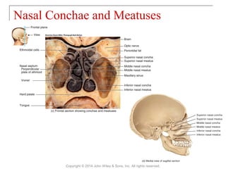 Nasal Conchae and Meatuses
Copyright © 2014 John Wiley & Sons, Inc. All rights reserved.
 