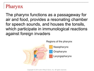 The pharynx functions as a passageway for
air and food, provides a resonating chamber
for speech sounds, and houses the tonsils,
which participate in immunological reactions
against foreign invaders
Pharynx
Copyright © 2014 John Wiley & Sons, Inc. All rights reserved.
 